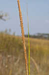 Smooth cordgrass